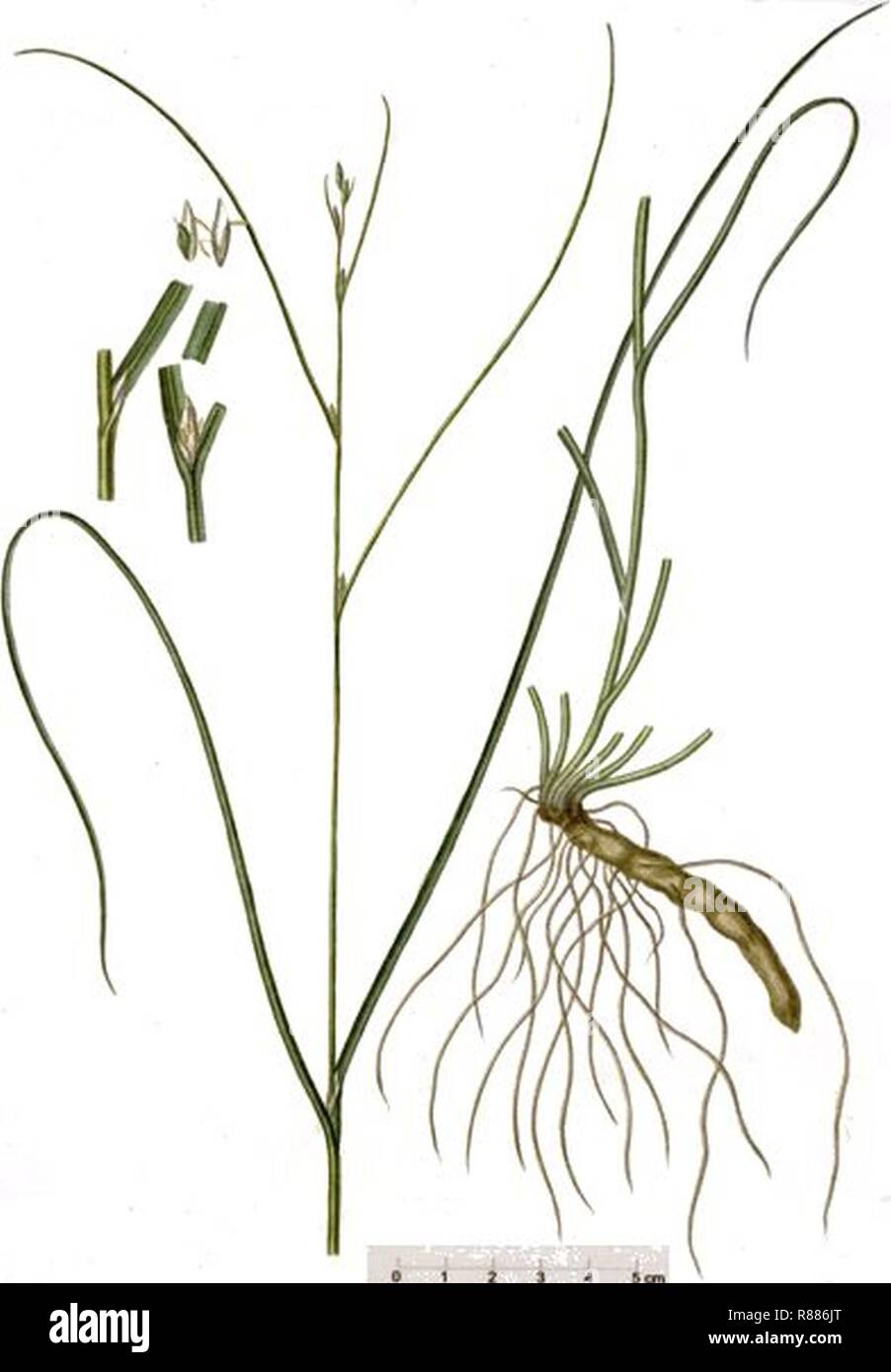 Carex remota illustration (01). Stock Photo