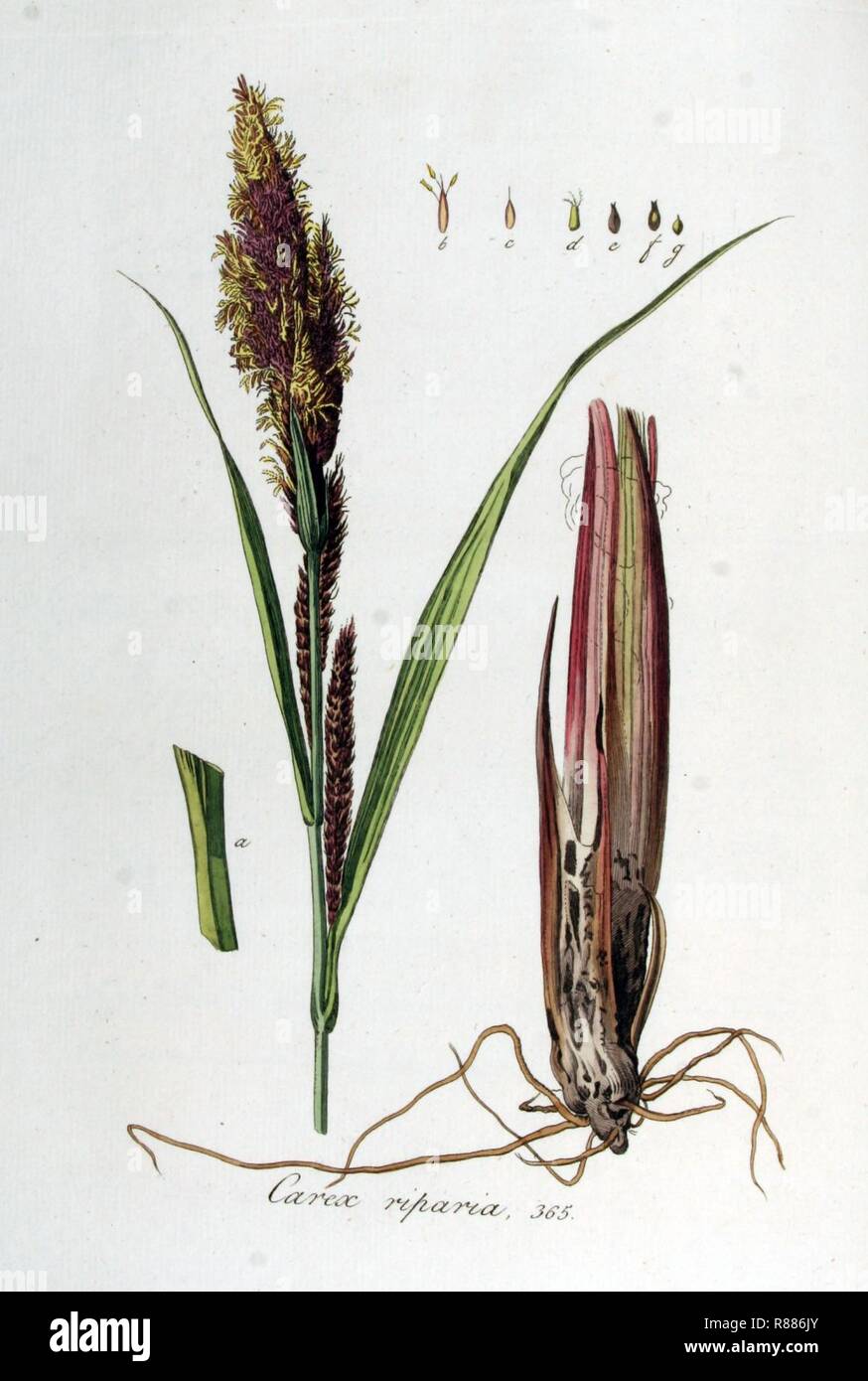 Carex riparia — Flora Batava — Volume v5. Stock Photo