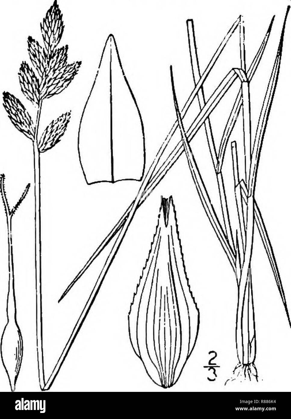 Carex scoparia illustration (2). Stock Photo