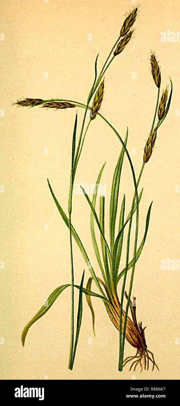 Carex sempervirens Atlas Alpenflora. Stock Photo