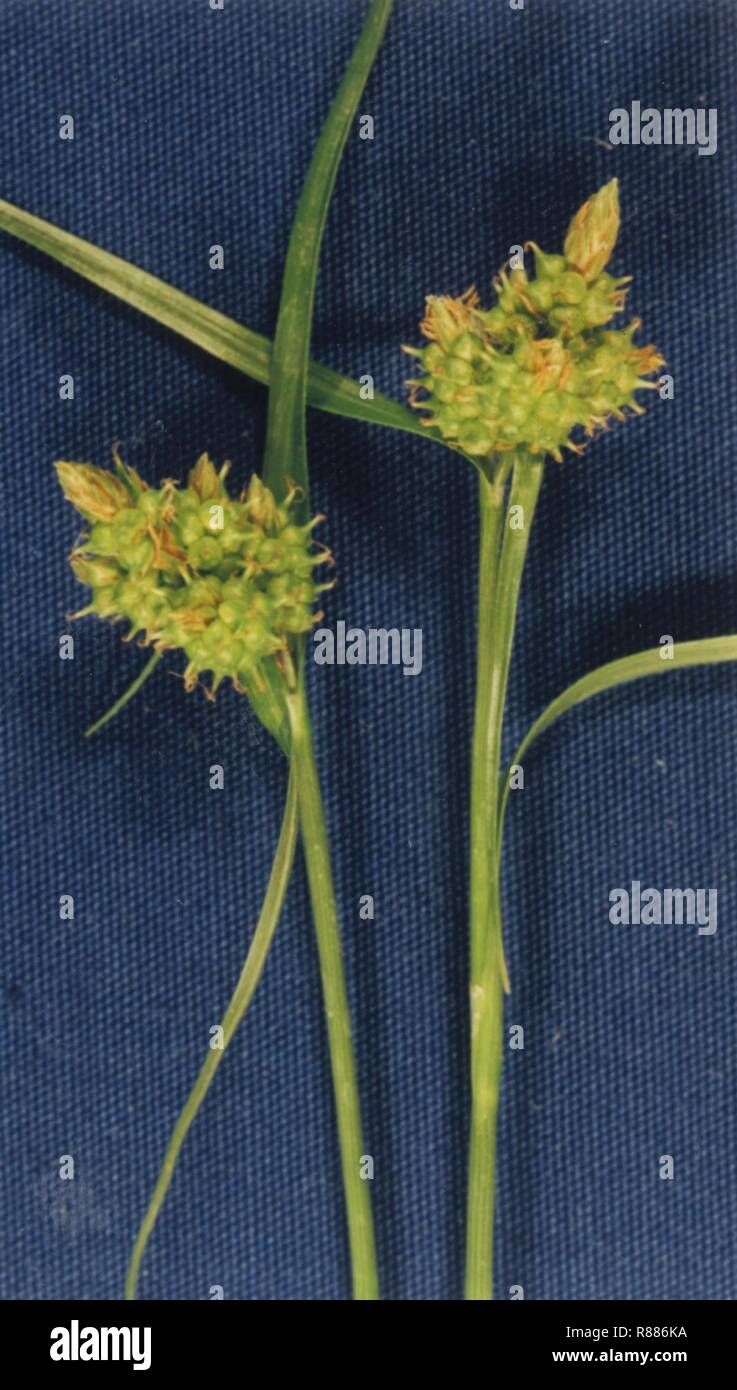 Carex serotina, caoe 002 pvp. Stock Photo