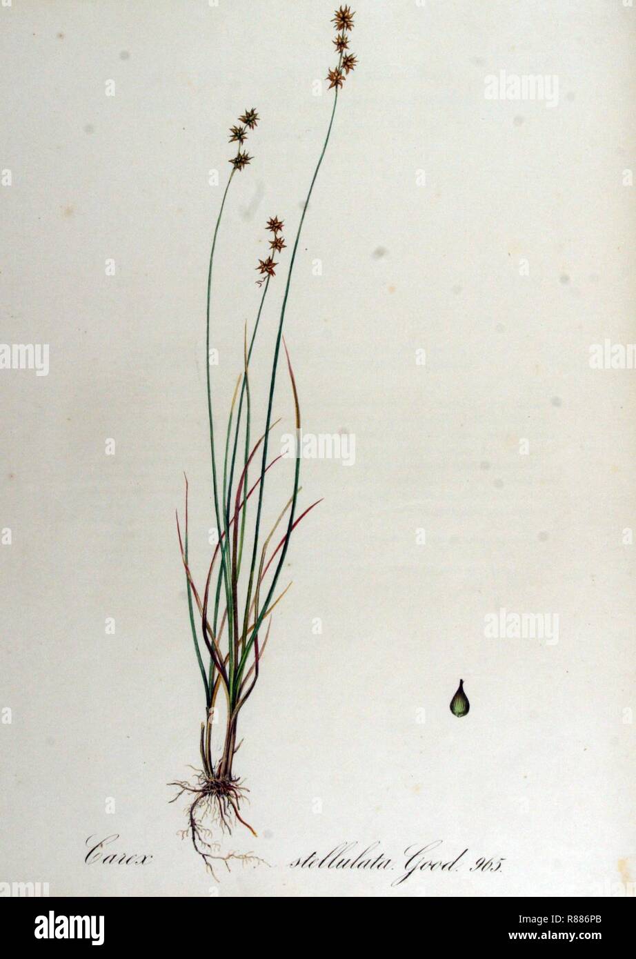 Carex stellulata — Flora Batava — Volume v13. Stock Photo
