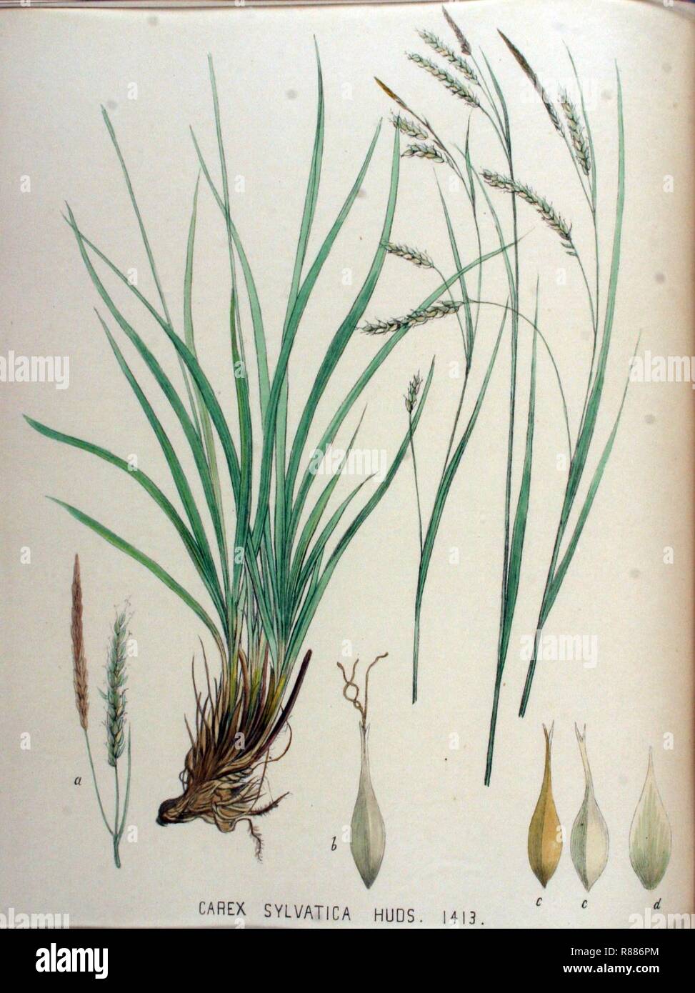 Carex sylvatica — Flora Batava — Volume v18. Stock Photo