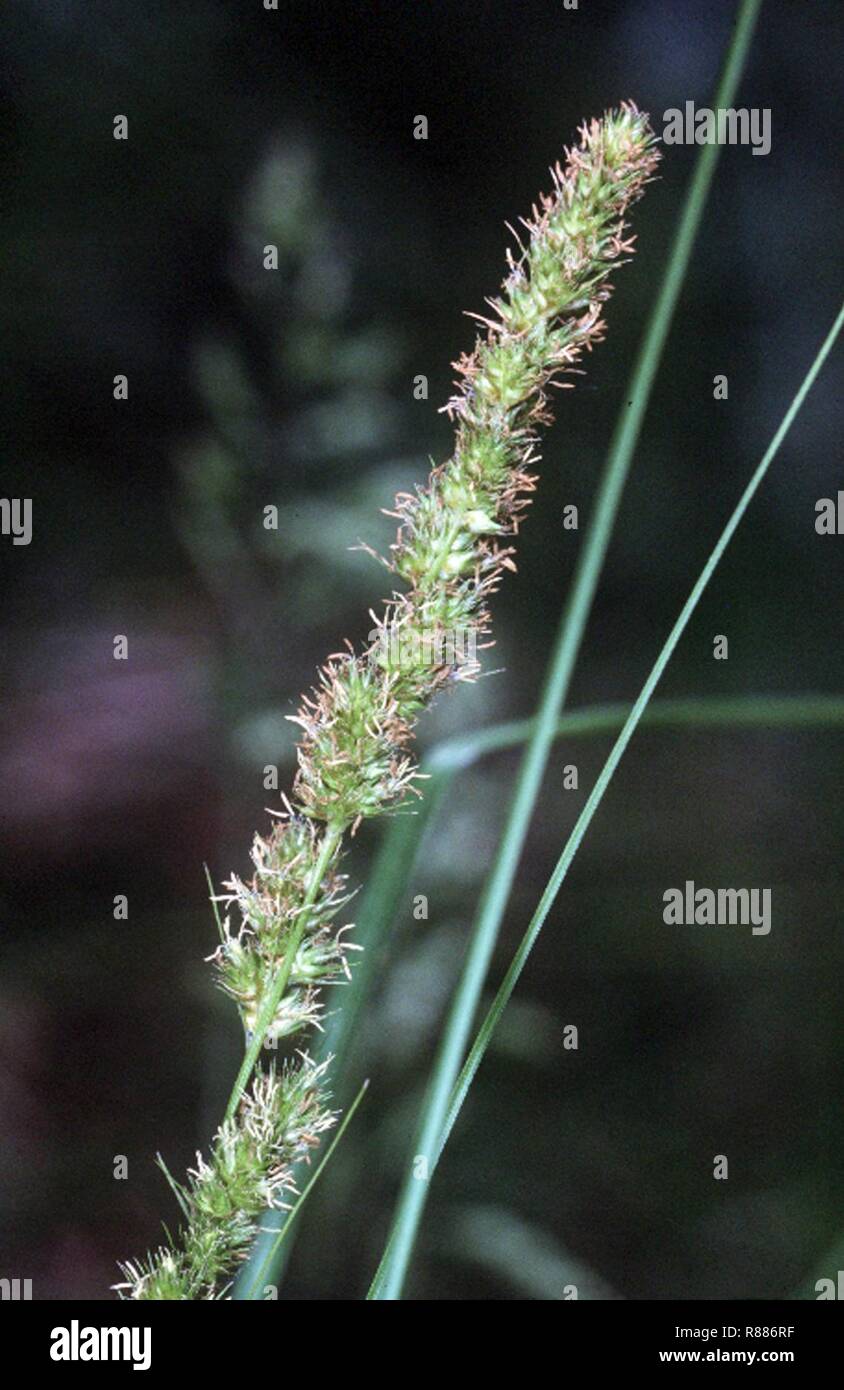 Carex vulpinoidea NRCS-1. Stock Photo