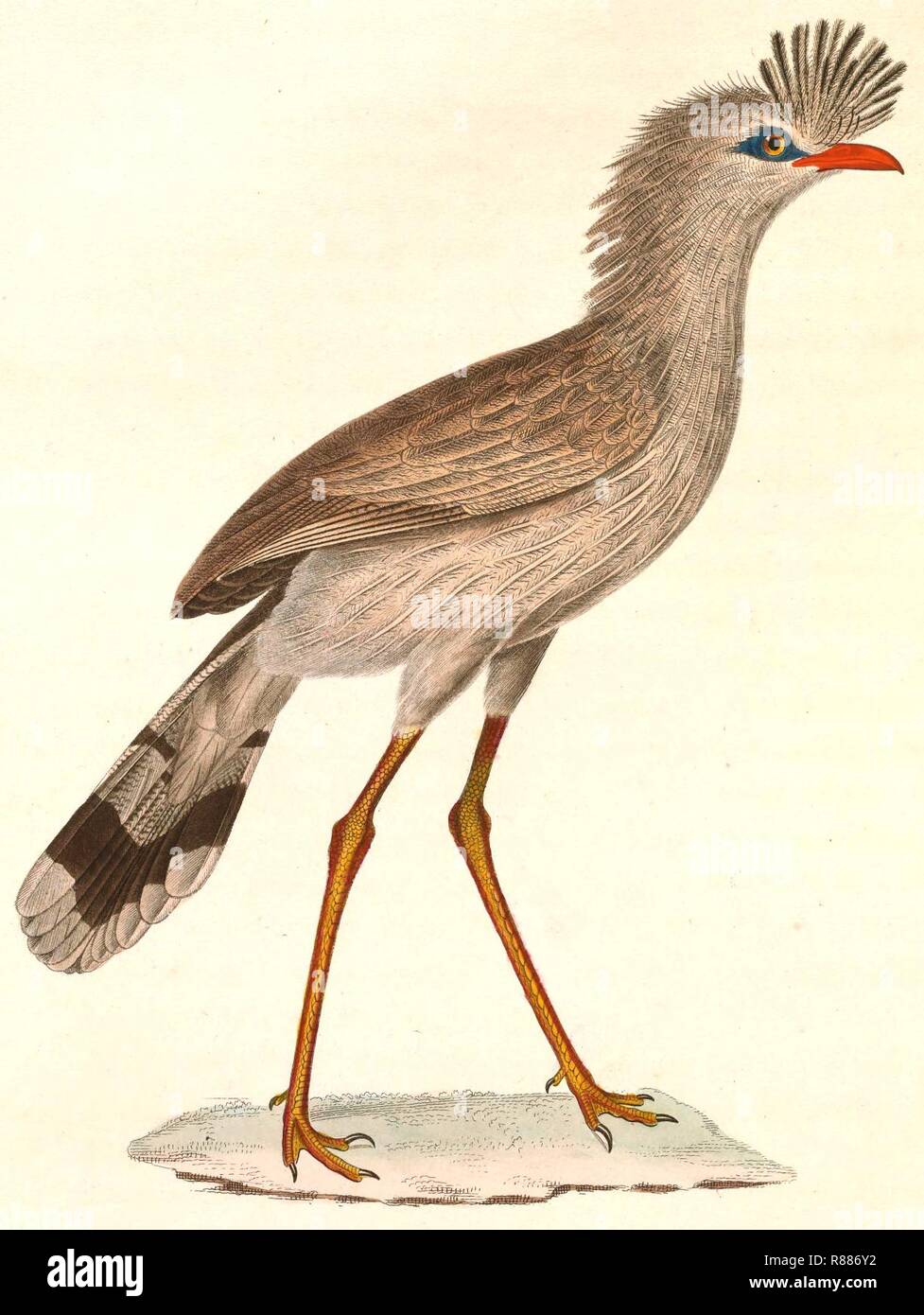 Cariama cristata 1838 Stock Photo Alamy