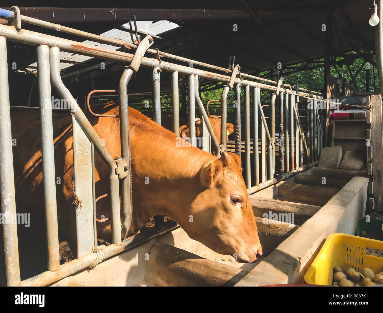 The cow pulled the head out of the pen and eats potato Stock Photo - Alamy