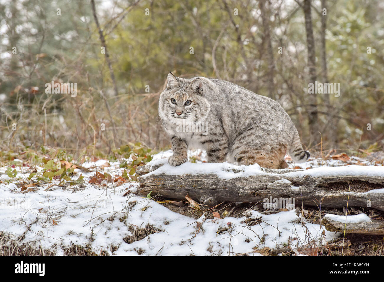 Bobcat Moving through the Forest on a Cold Winter Day Stock Photo