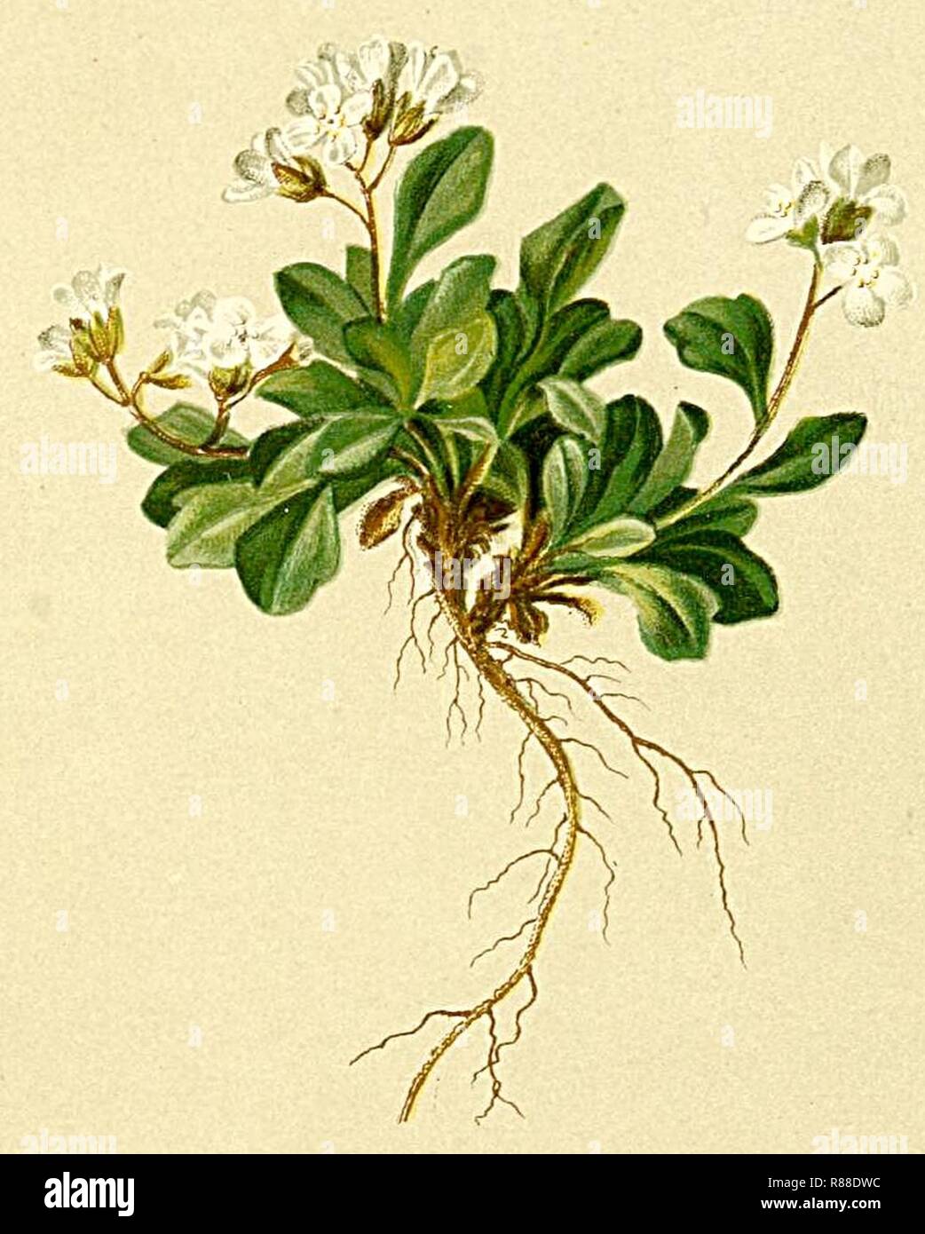 Cardamine bellidifolia Atlas Alpenflora. Stock Photo