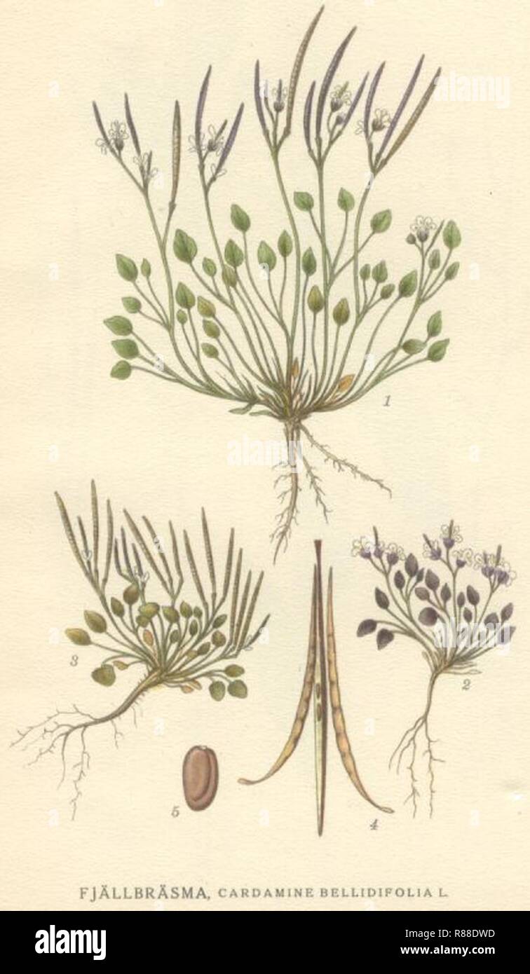 Cardamine bellidifolia nordflora. Stock Photo