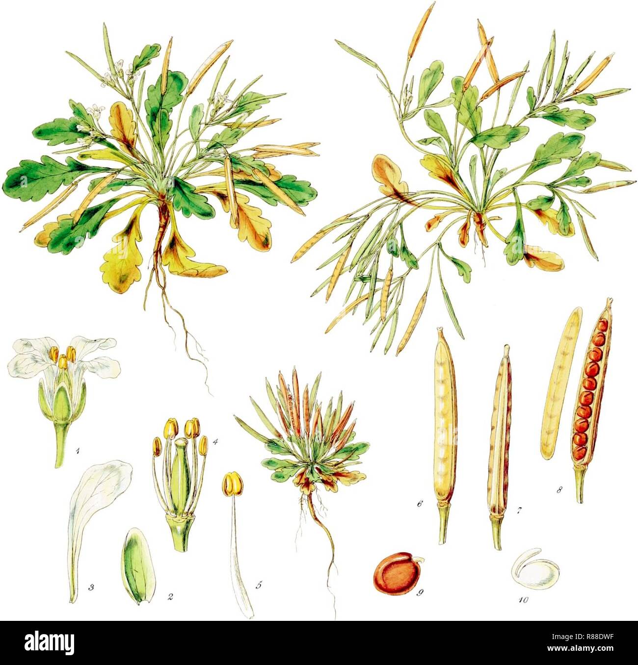 Cardamine depressa-Botany of Antarctica-PL003-0011. Stock Photo
