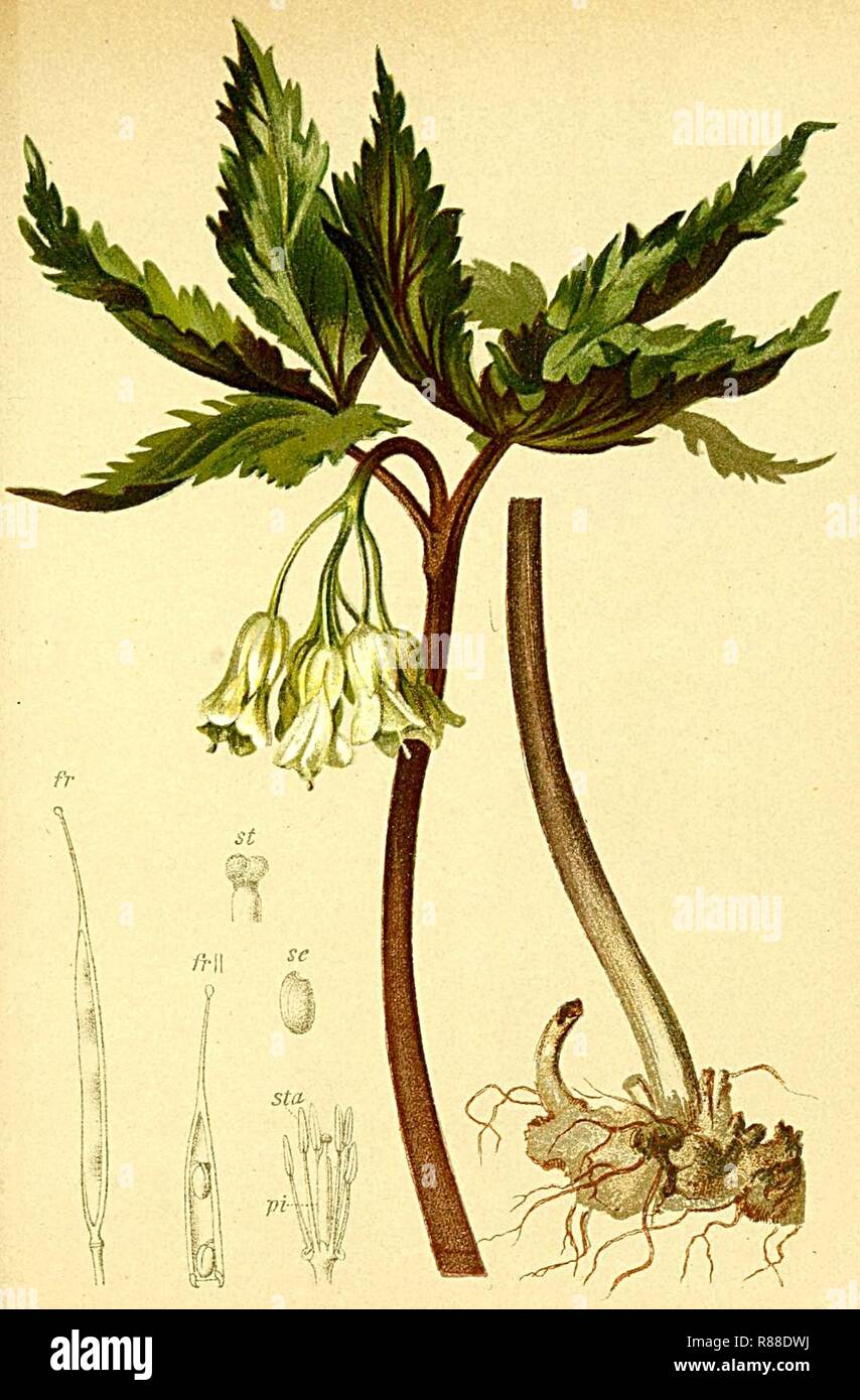 Cardamine enneaphyllos Atlas Alpenflora. Stock Photo