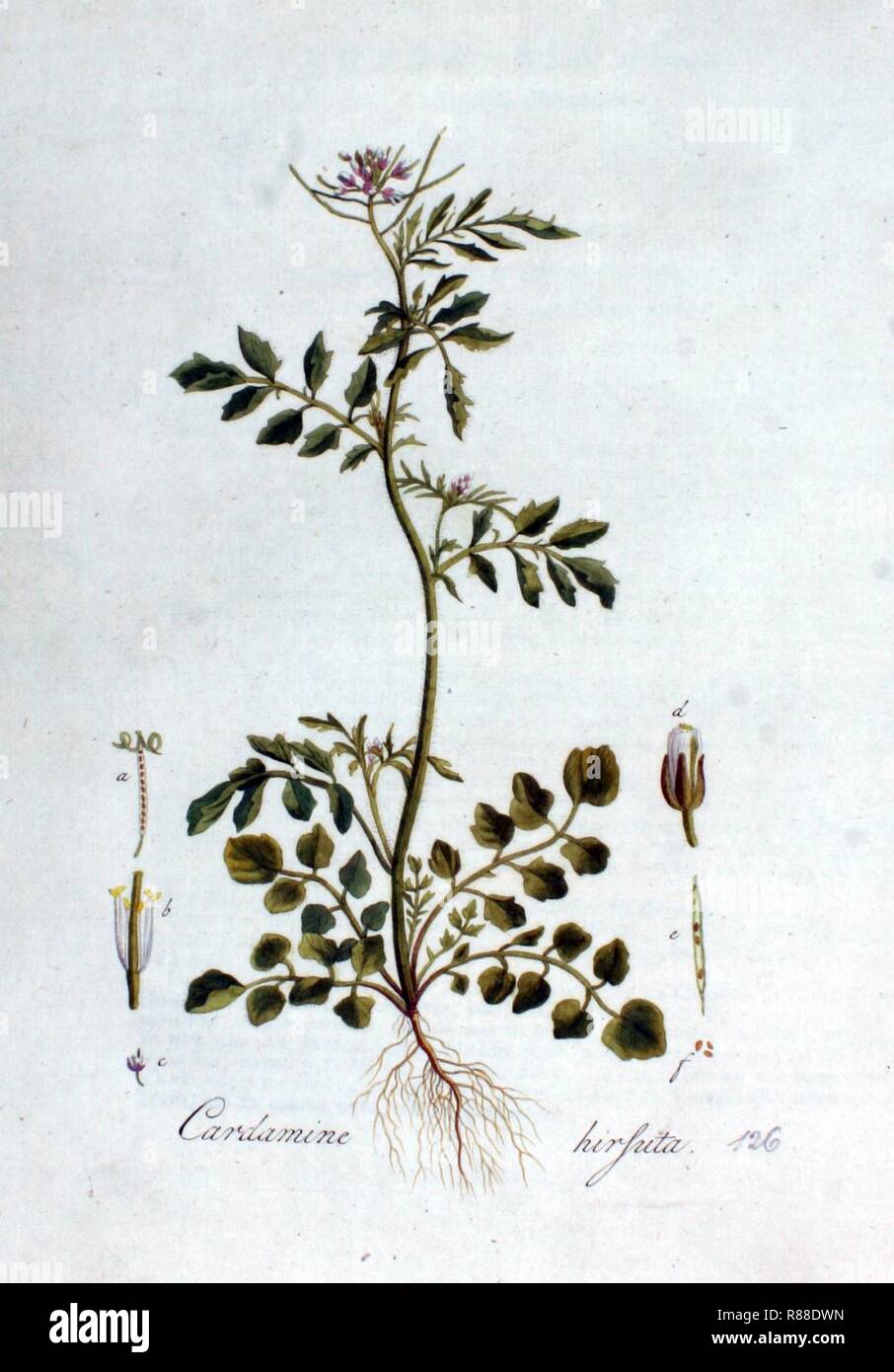 cardamine-hirsuta-flora-batava-volume-v2-stock-photo-alamy