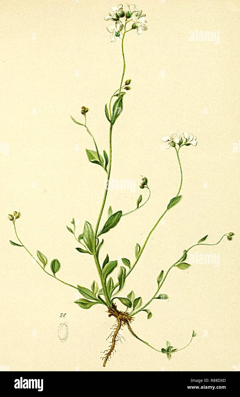 Cardaminopsis halleri Atlas Alpenflora. Stock Photo
