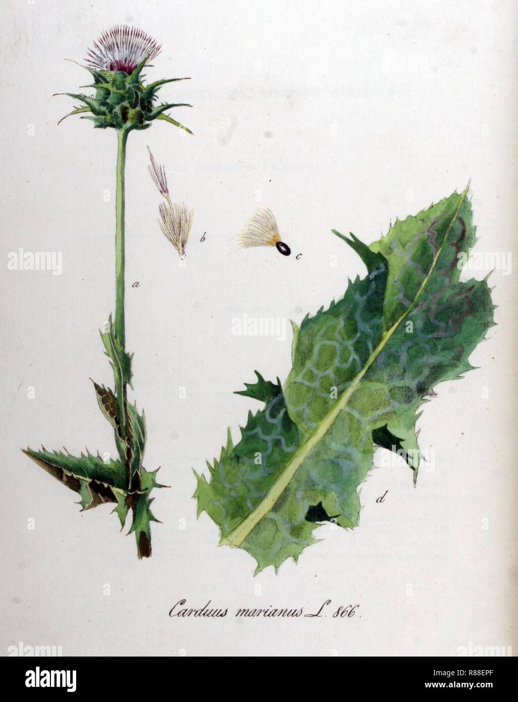 Carduus marianus — Flora Batava — Volume v11. Stock Photo