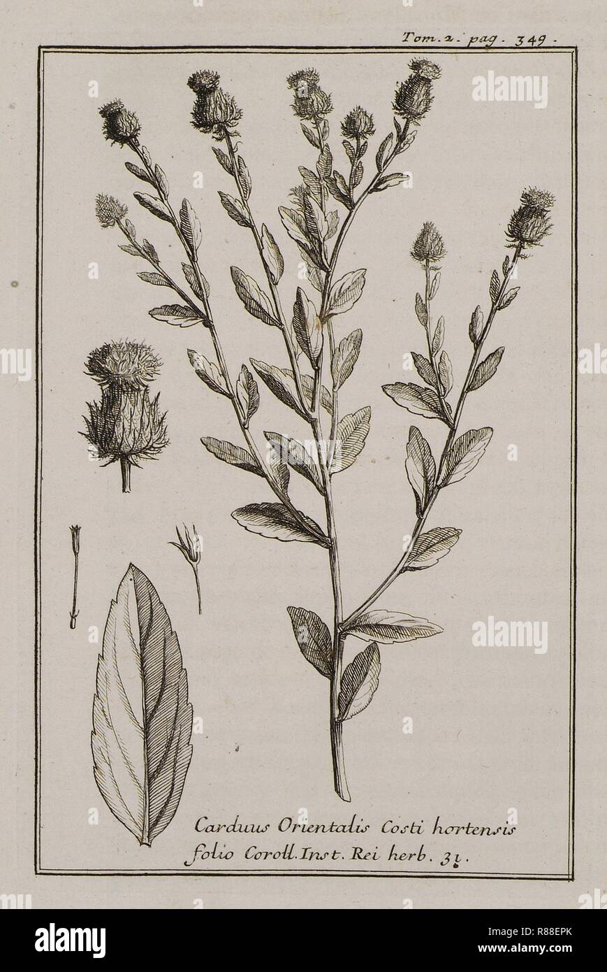 Carduus Orientalis Costi hortensis folio Coroll Inst Rei herb 31 - Tournefort Joseph Pitton De - 1717. Stock Photo