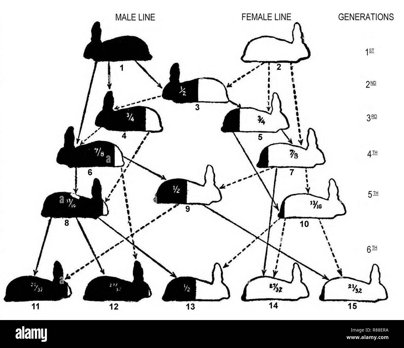 Rabbit Ranks Care and Management of Rabbits 0187 Stock Photo - Alamy