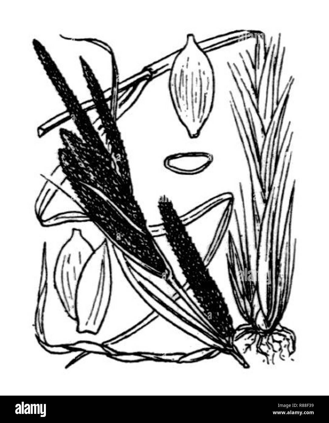 Carex acuta illustration. Stock Photo
