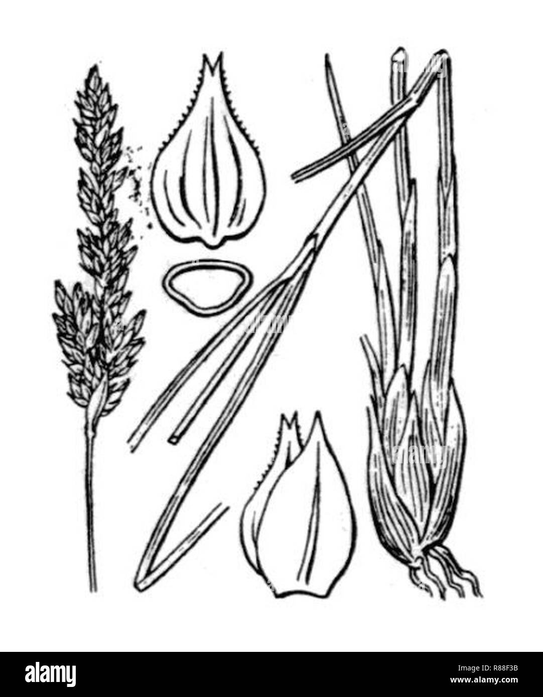 Carex appropinquata illustration (01). Stock Photo