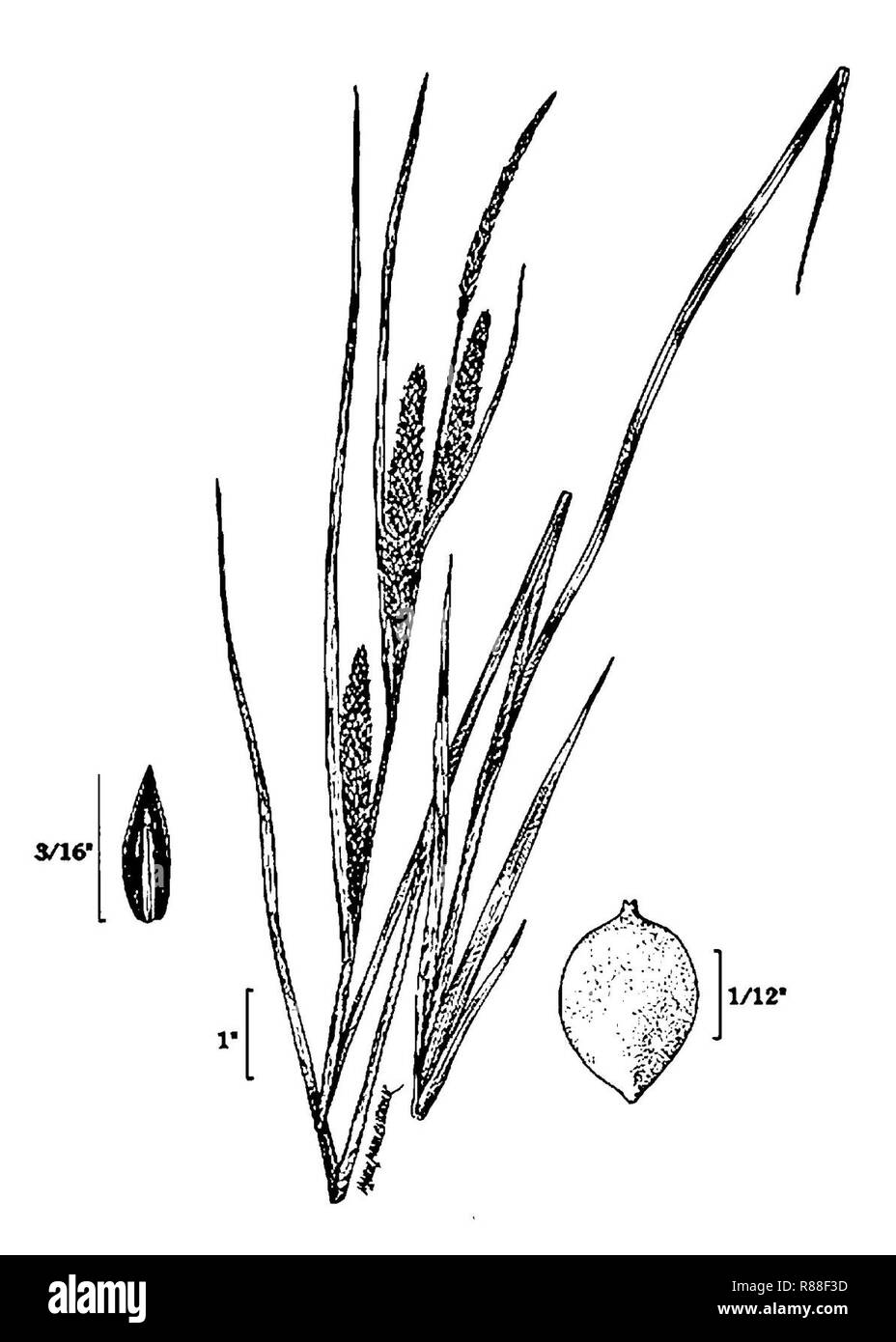 Carex aquatilis caaq 005 pvd. Stock Photo