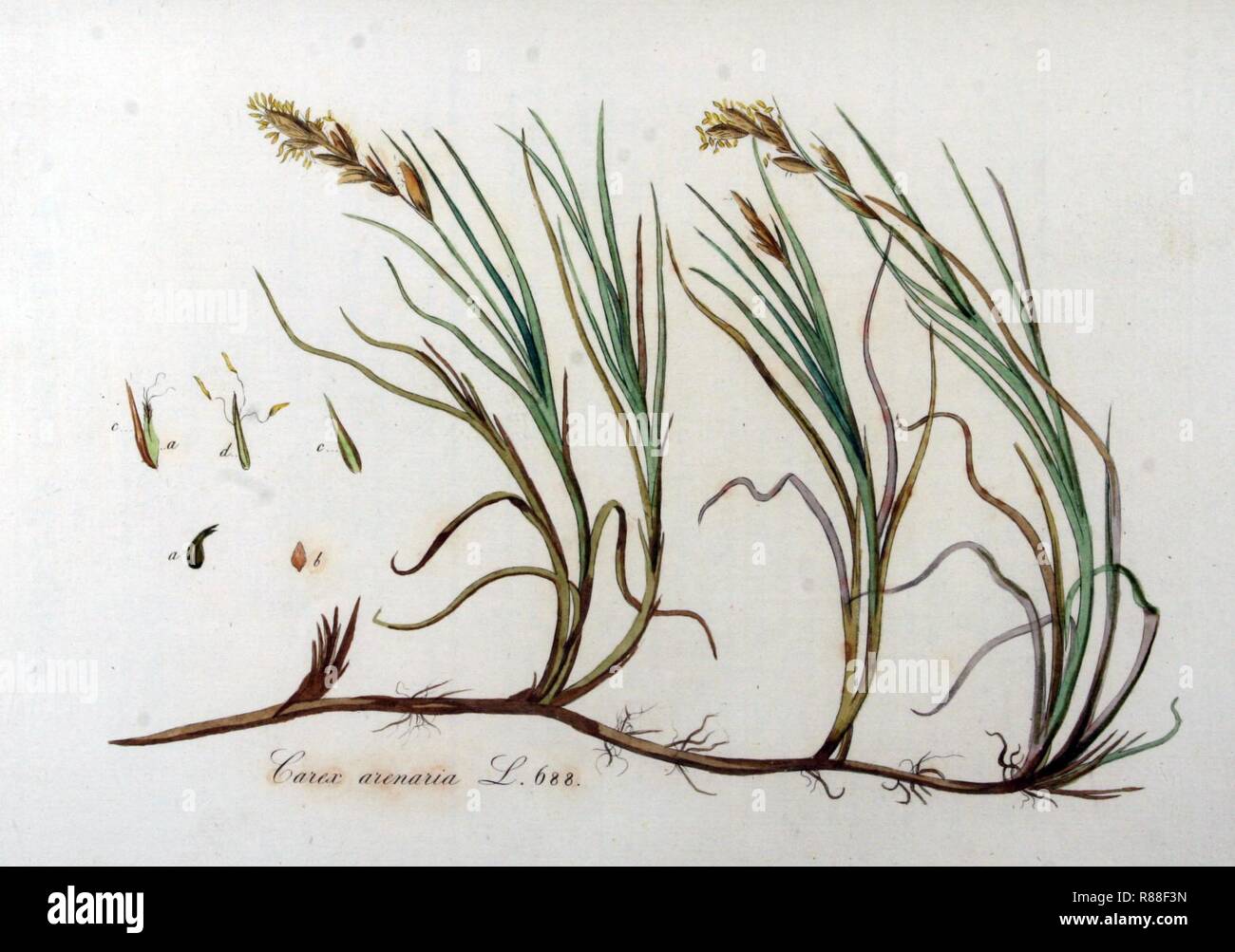 Carex arenaria — Flora Batava — Volume v9. Stock Photo