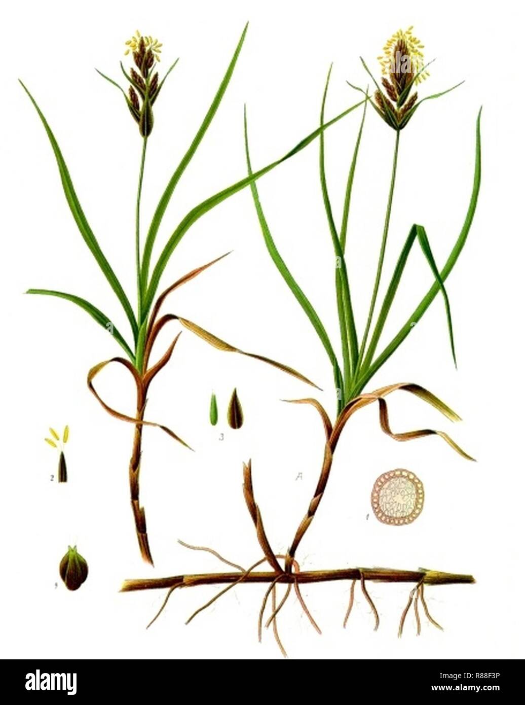 Carex arenaria - Köhler–s Medizinal-Pflanzen-153. Stock Photo