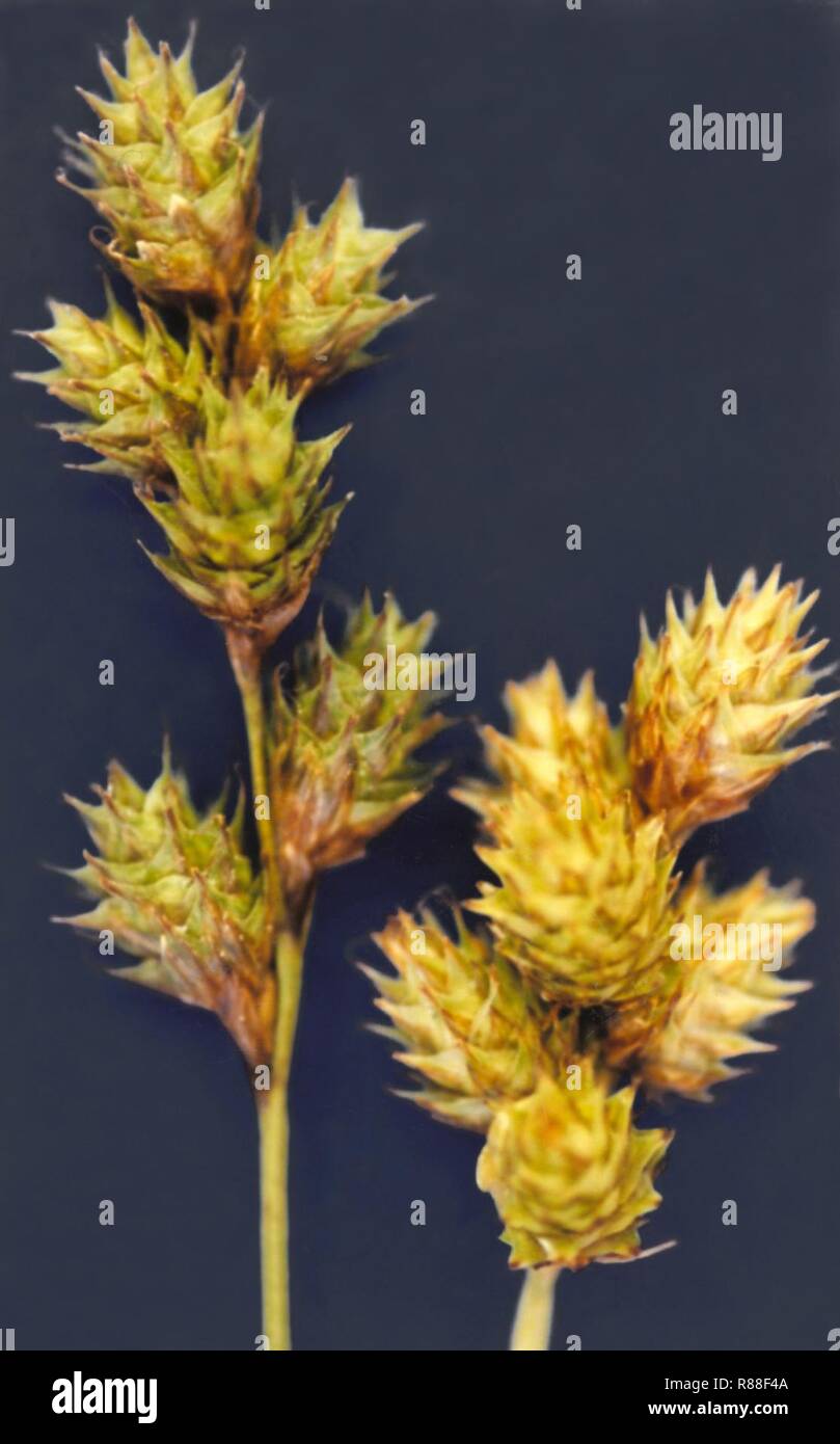 Carex brevior NRCS-1. Stock Photo