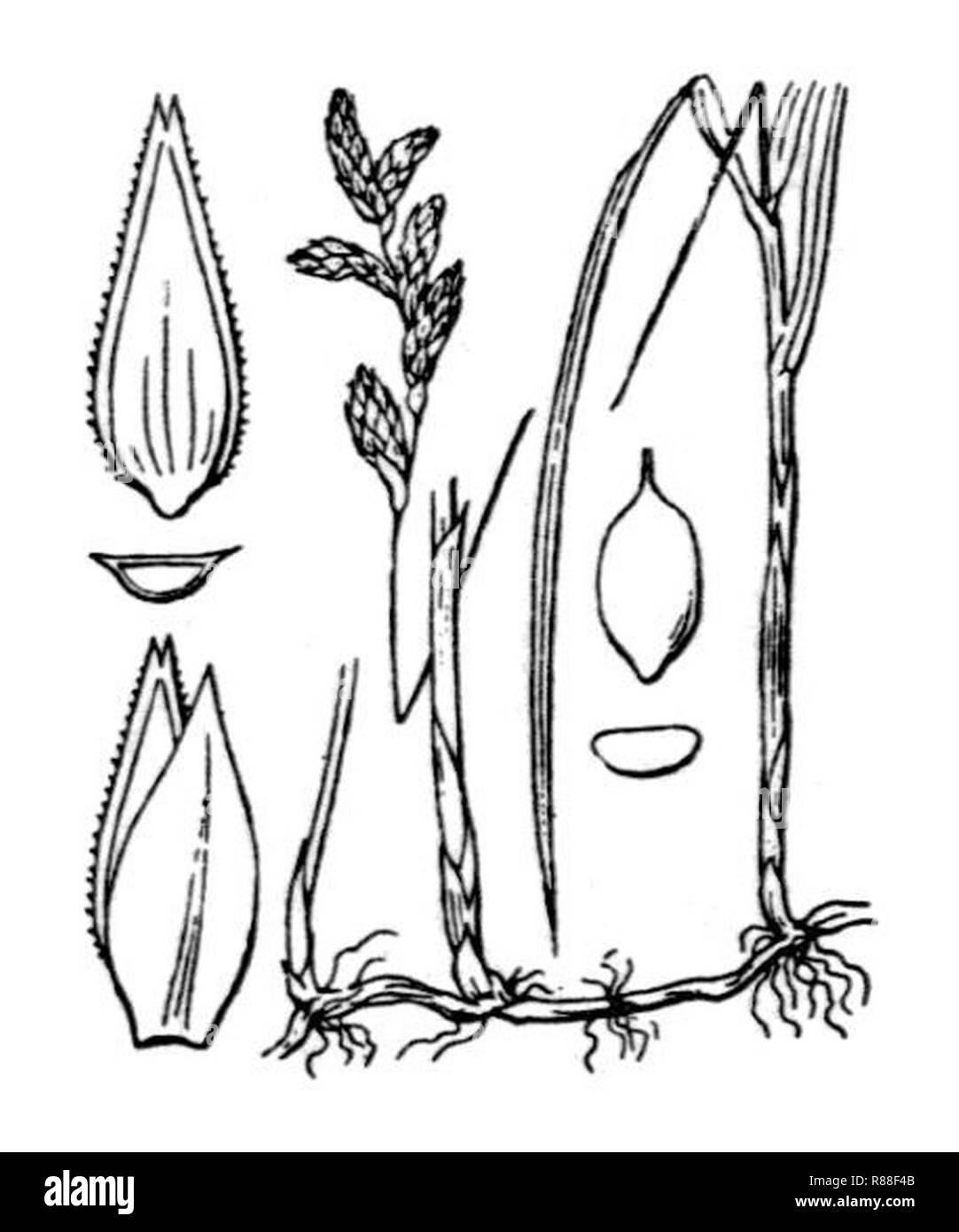 Carex brizoides (12). Stock Photo