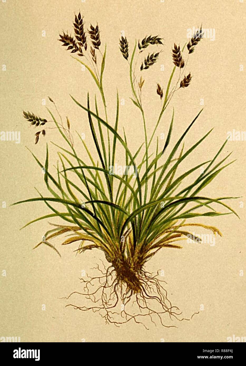 Carex capillaris Atlas Alpenflora. Stock Photo