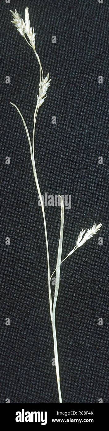 Carex capillaris NRCS-1. Stock Photo