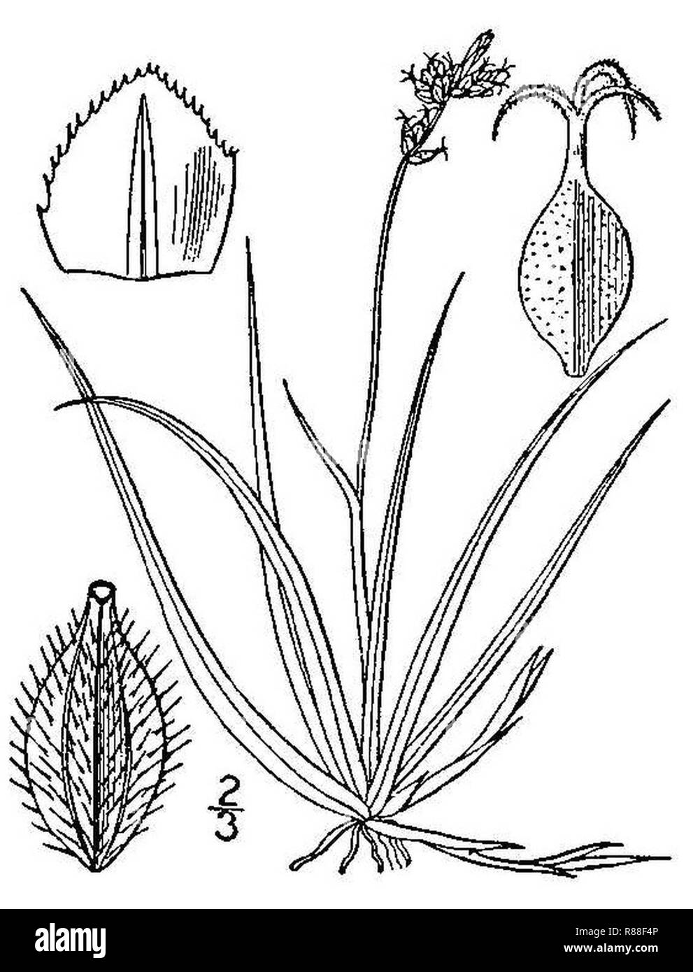 Carex concinna. Stock Photo