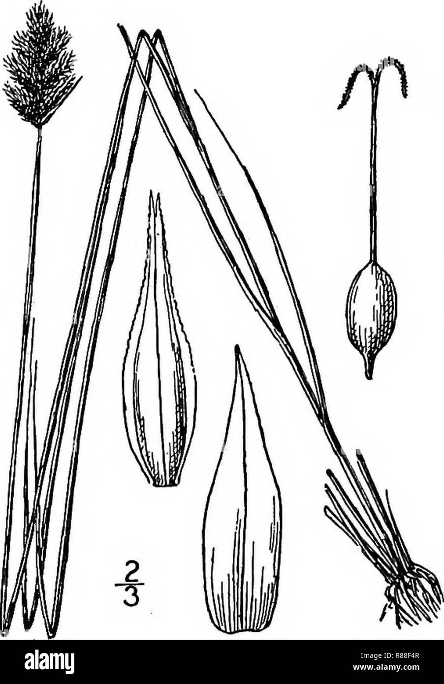 Carex crawfordii illustration (1). Stock Photo