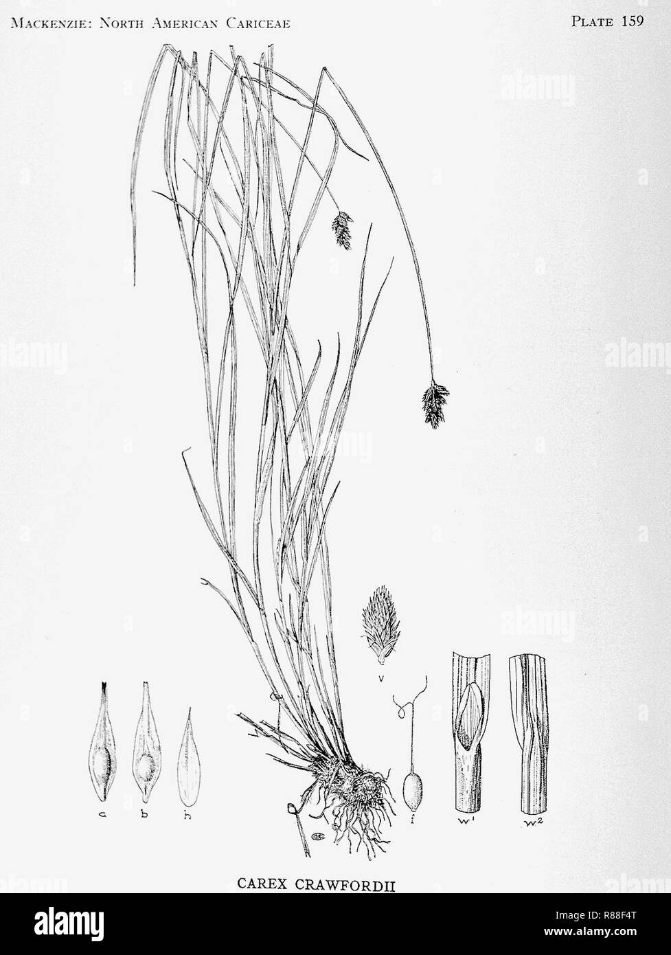 Carex crawfordii illustration (4). Stock Photo