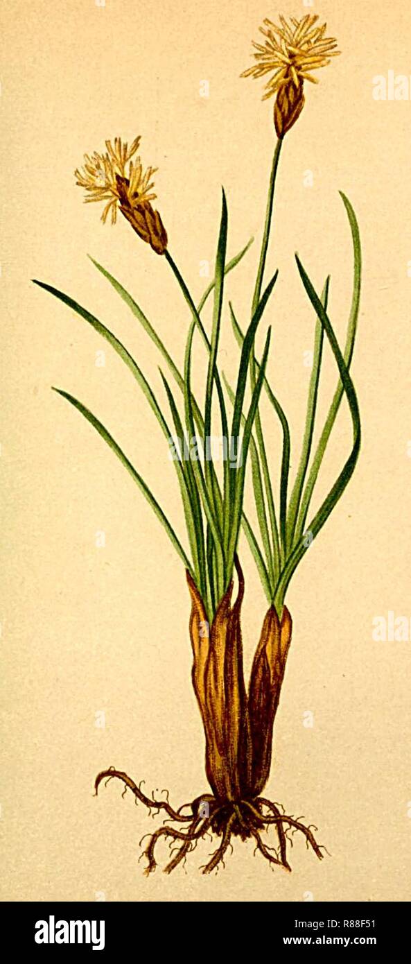 Carex curvula Atlas Alpenflora. Stock Photo