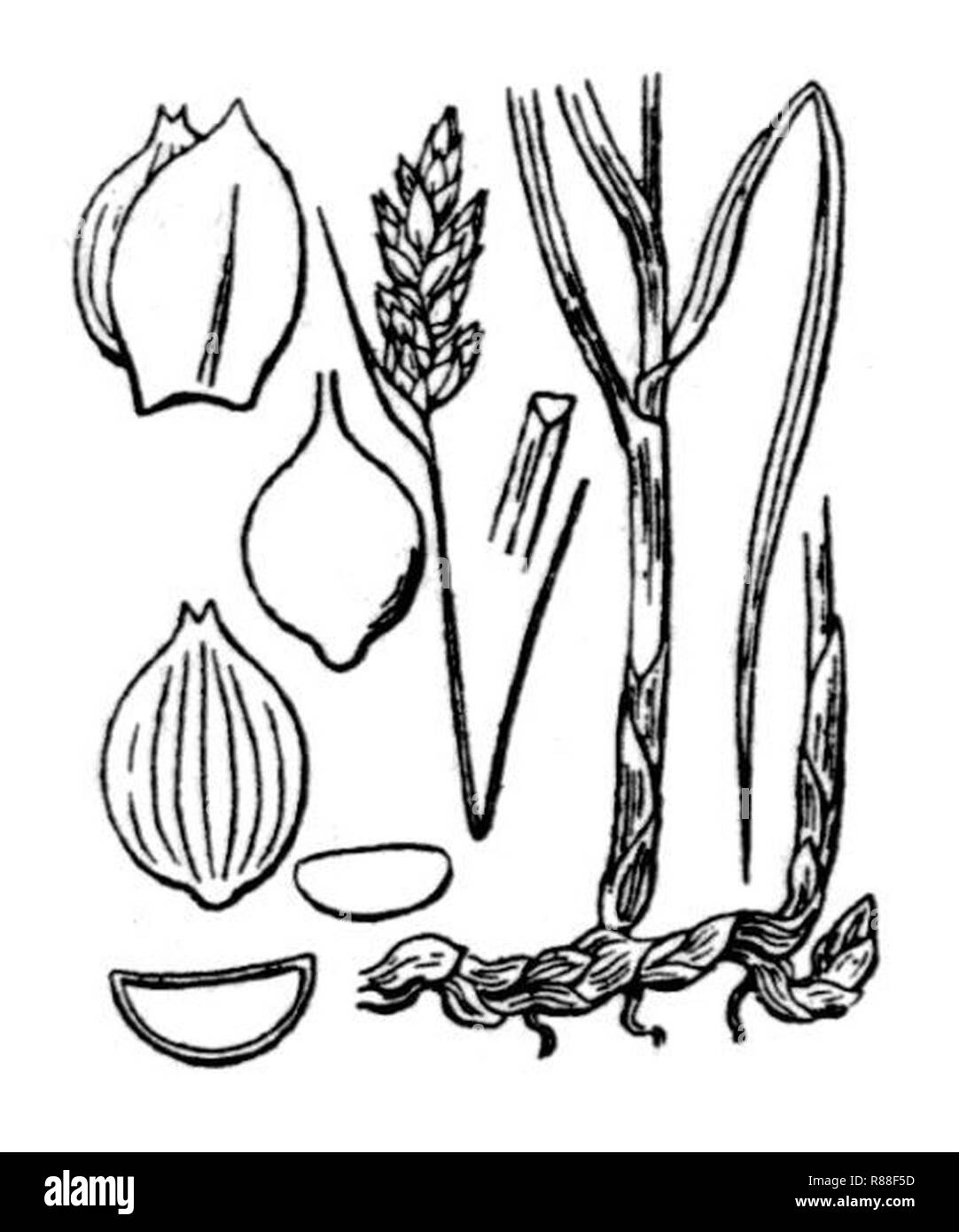 Carex divisa (5). Stock Photo