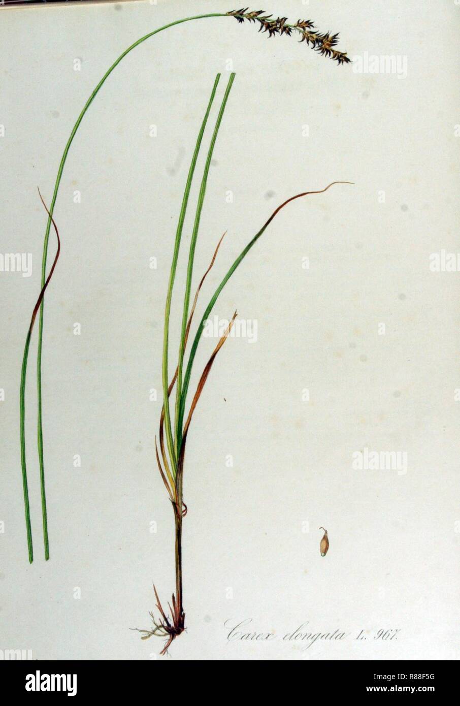 Carex elongata — Flora Batava — Volume v13. Stock Photo