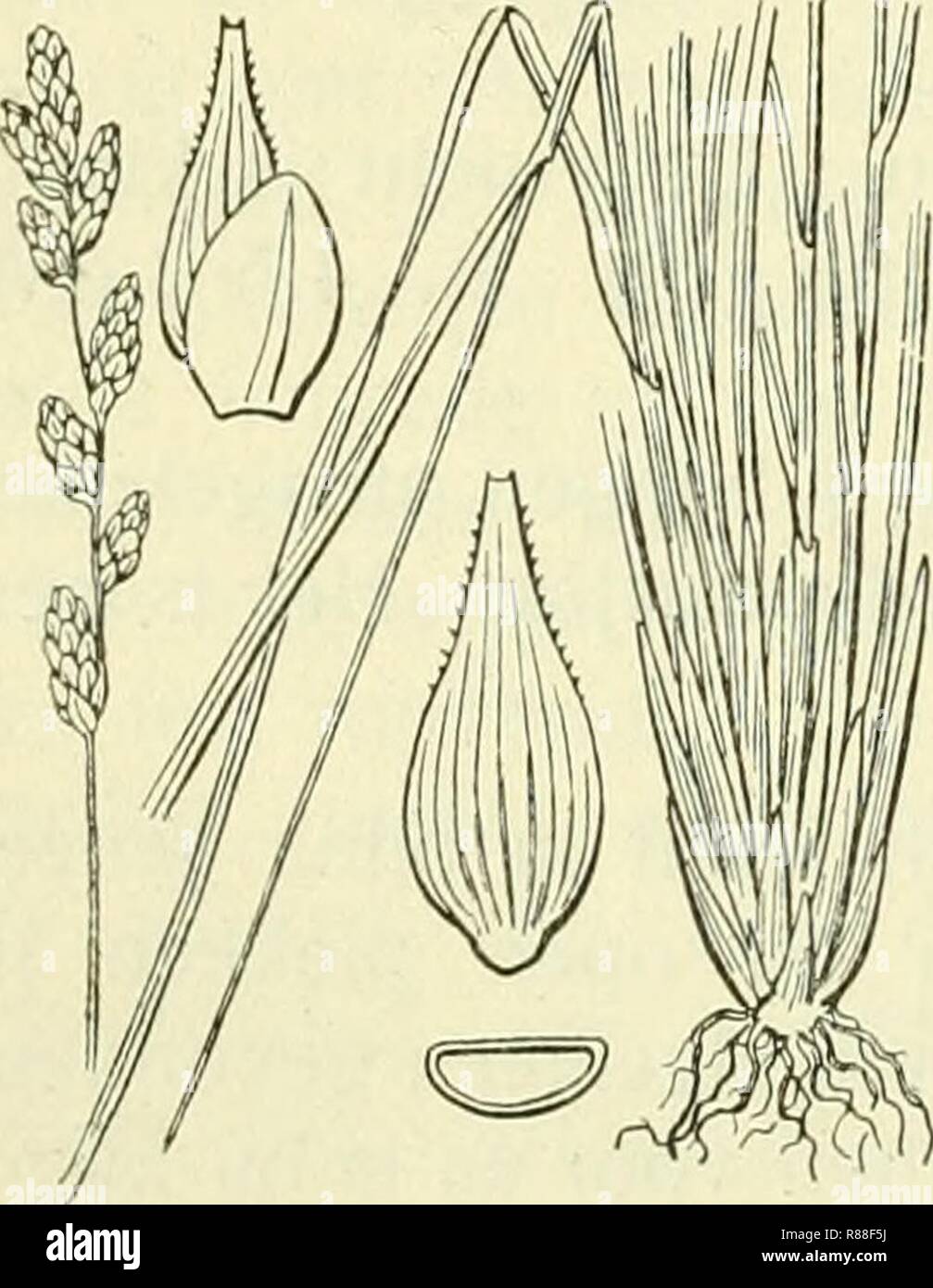 Carex elongata illustration (2). Stock Photo