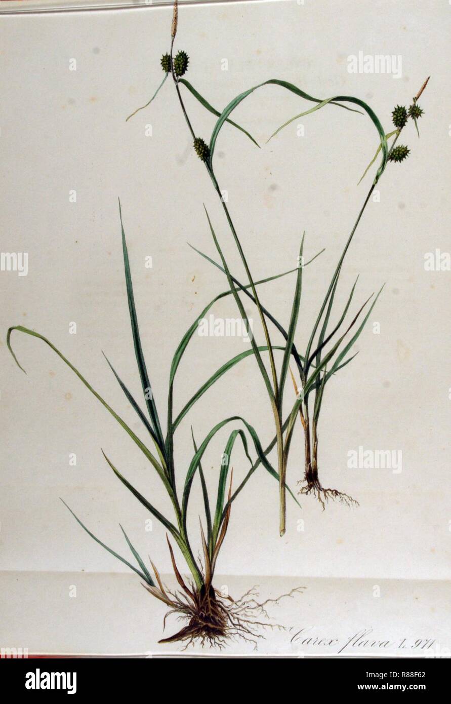 Carex flava — Flora Batava — Volume v13. Stock Photo