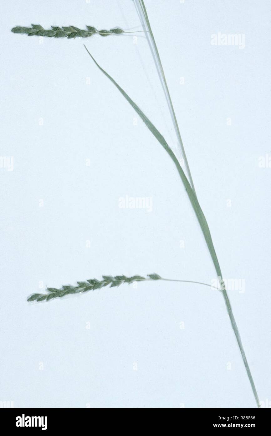 Carex gracillima NRCS-002. Stock Photo