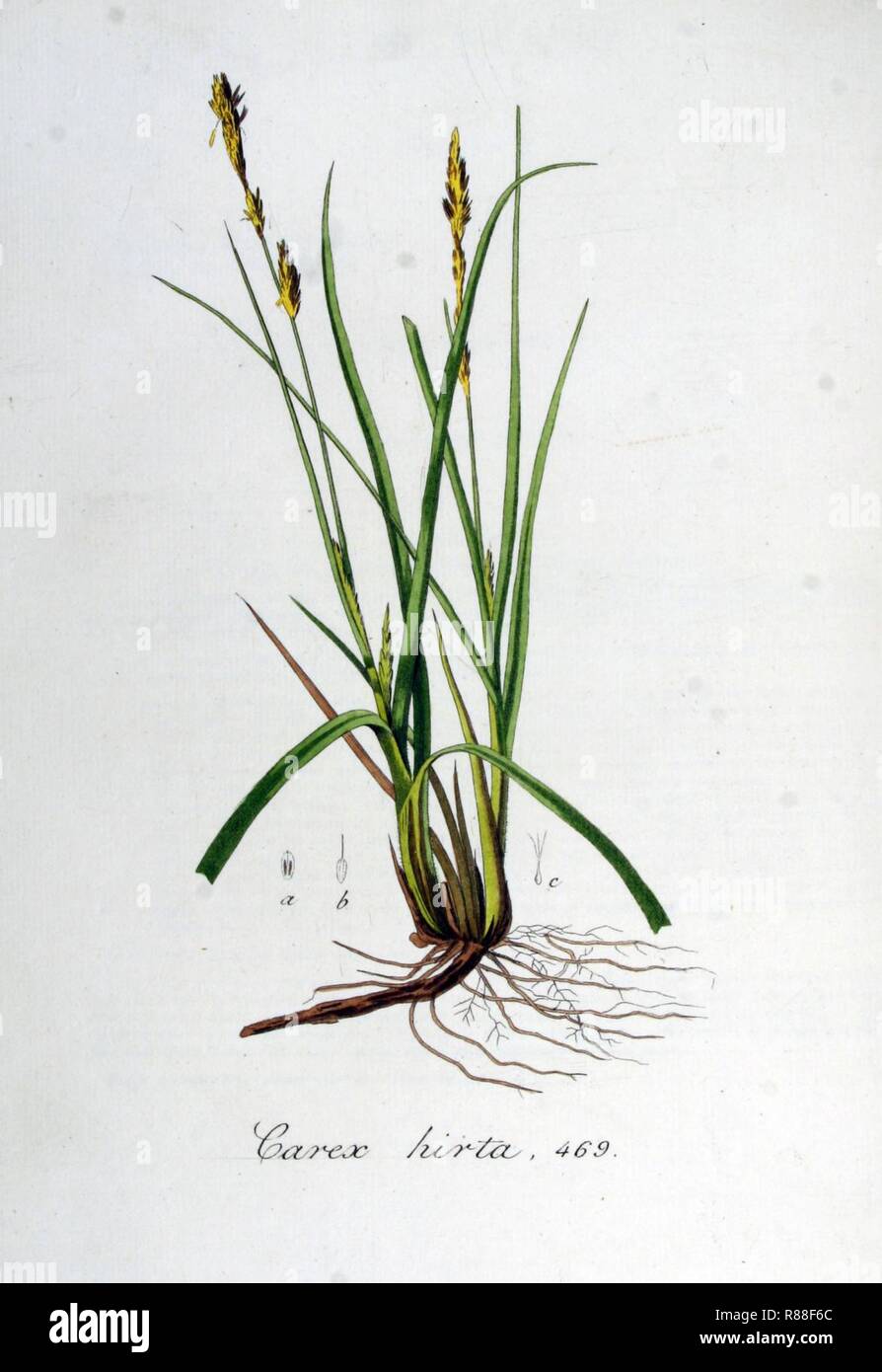 Carex hirta — Flora Batava — Volume v6. Stock Photo
