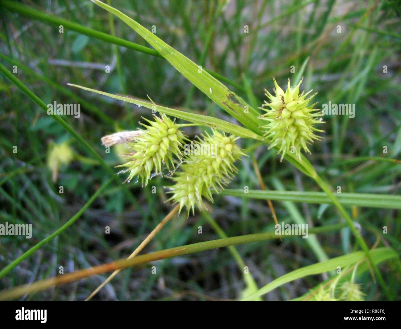 Carex hystericina NRCS-1. Stock Photo