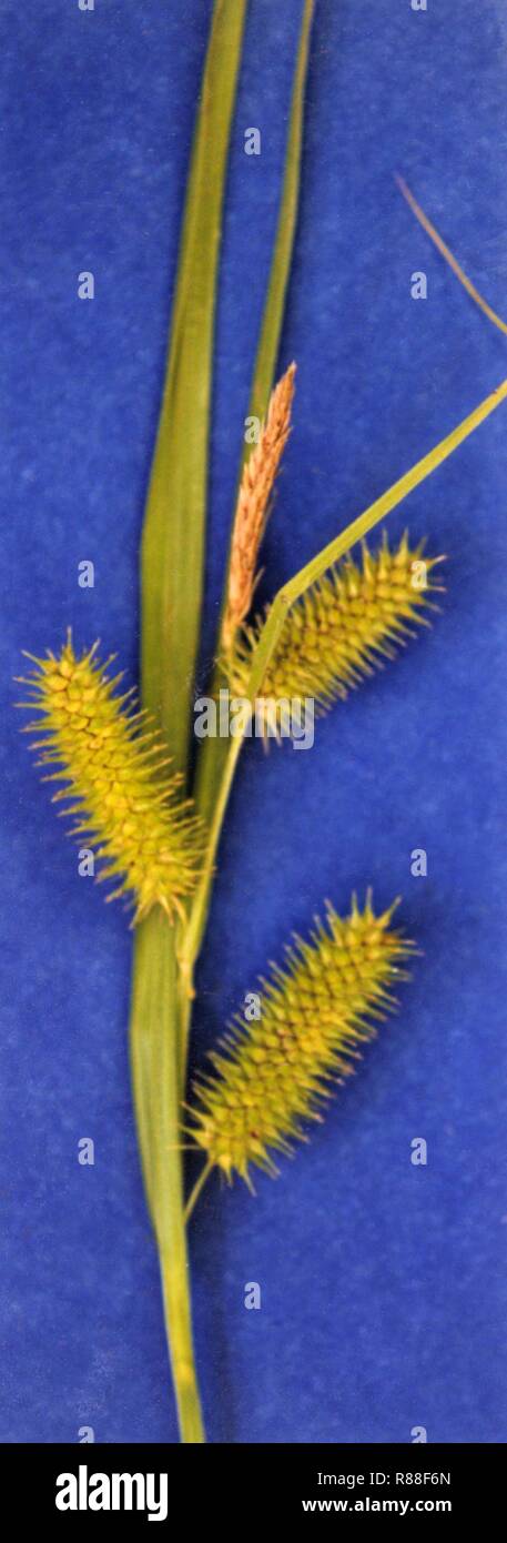 Carex hystericina NRCS-3. Stock Photo