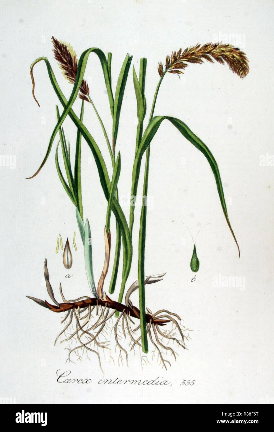 Carex intermedia — Flora Batava — Volume v7. Stock Photo