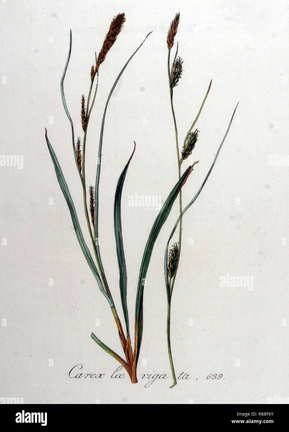 Carex laevigata — Flora Batava — Volume v8. Stock Photo