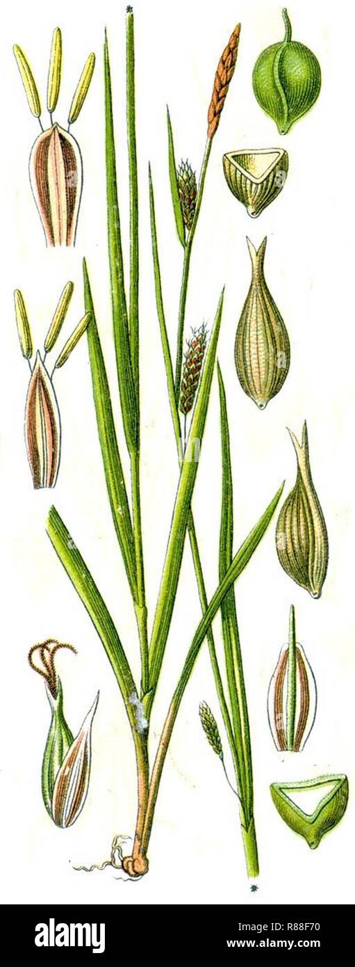 Carex laevigata. Stock Photo