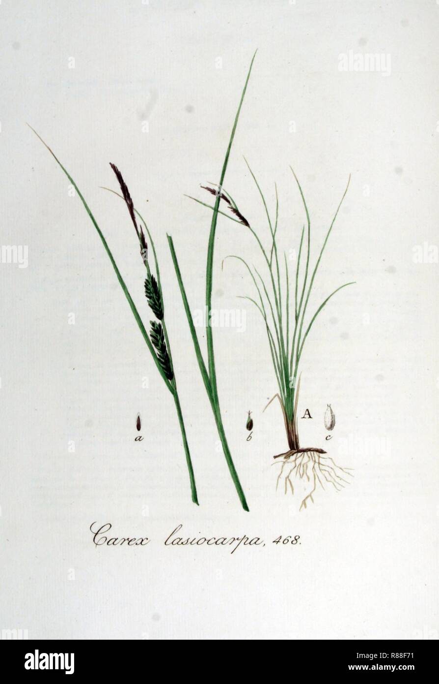 Carex lasiocarpa — Flora Batava — Volume v6. Stock Photo