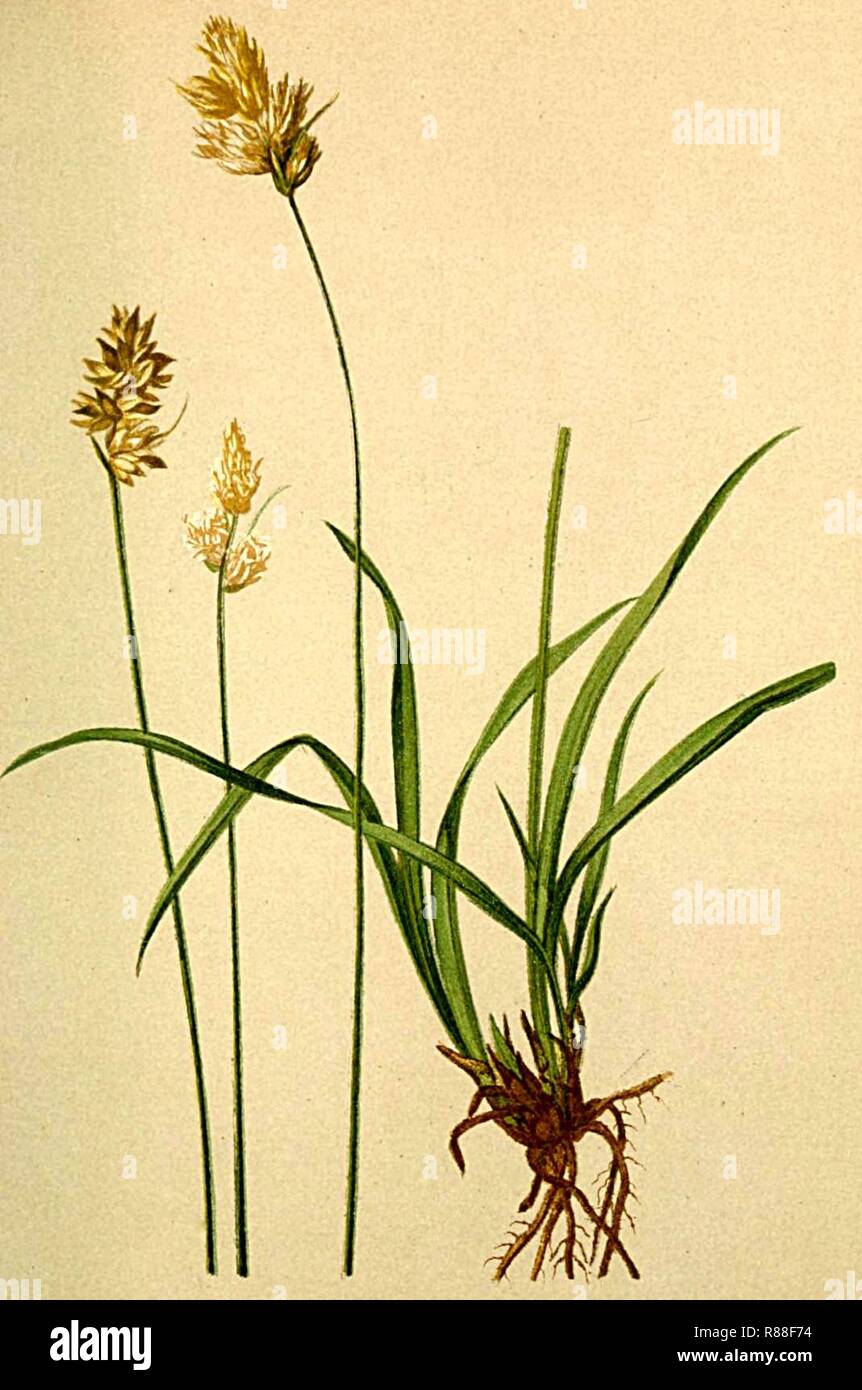 Carex leporina Atlas Alpenflora. Stock Photo