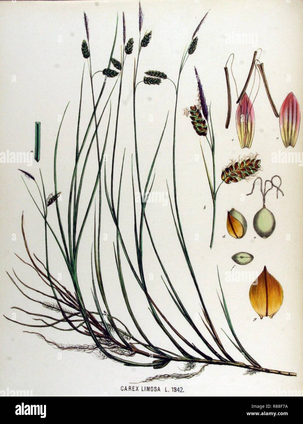 Carex limosa — Flora Batava — Volume v17. Stock Photo