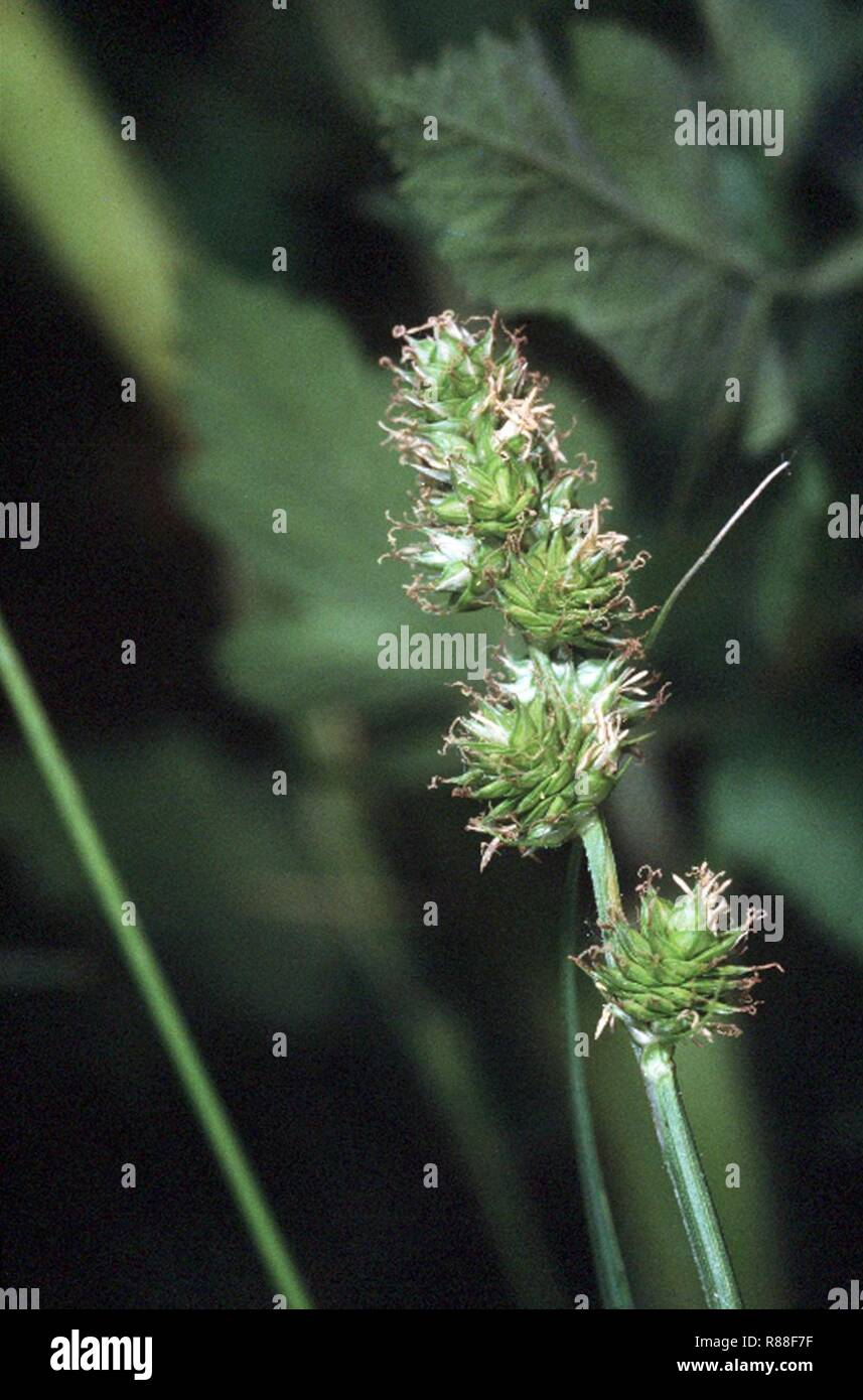 Carex molesta NRCS-1. Stock Photo