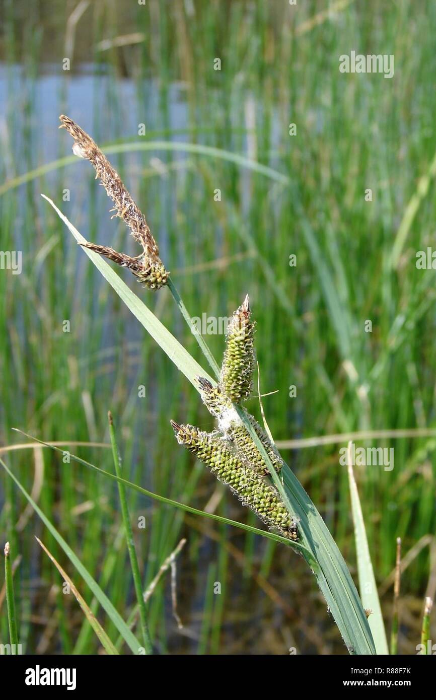 Carex nebrascensis NRCS-2. Stock Photo
