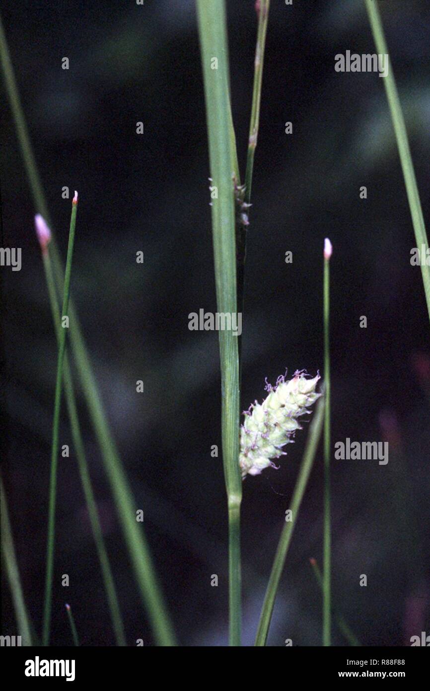 Carex pellita NRCS-1. Stock Photo